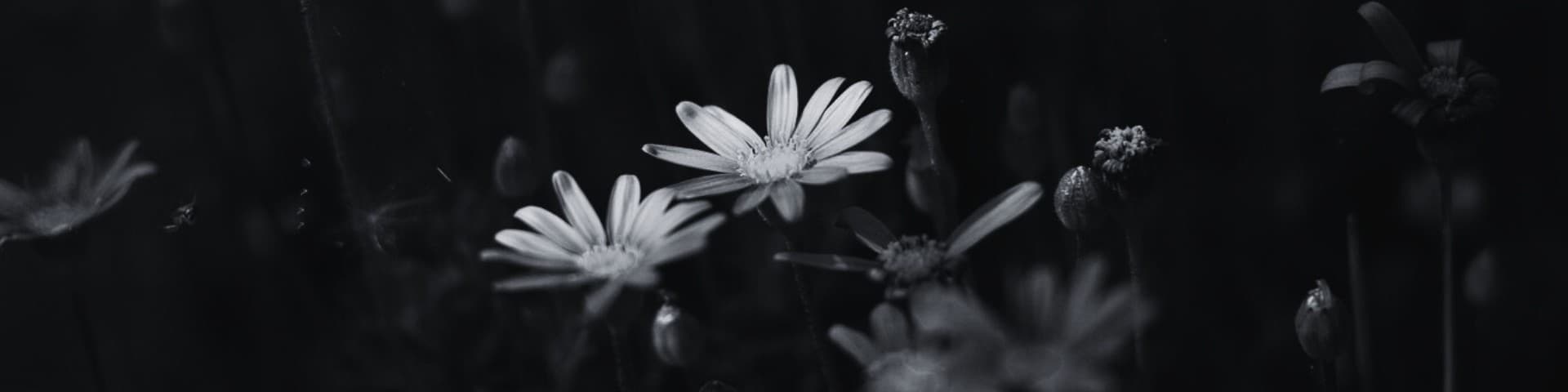 Fleurs Blog Banniere Marion Berdah